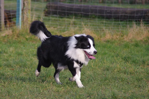 Jovem fronteira collie cão — Fotografia de Stock