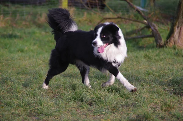 Ung gräns collie hund — Stockfoto