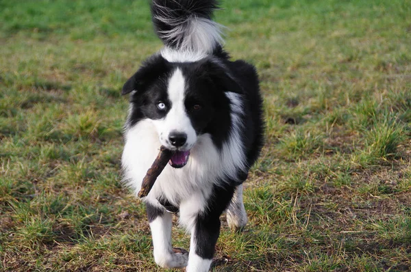 Perro con palo — Foto de Stock