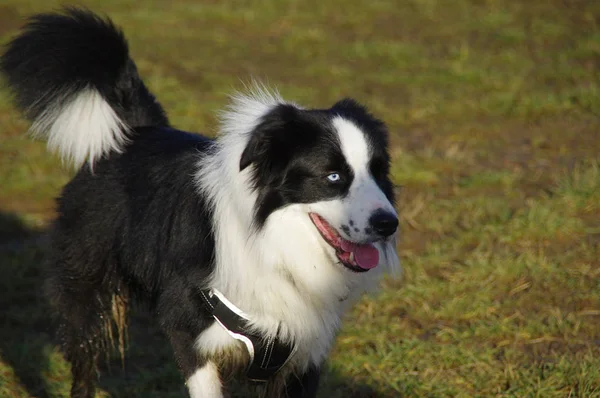 Joven frontera collie perro — Foto de Stock