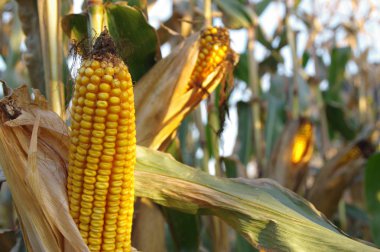 Mısır mısır koçanı sahada