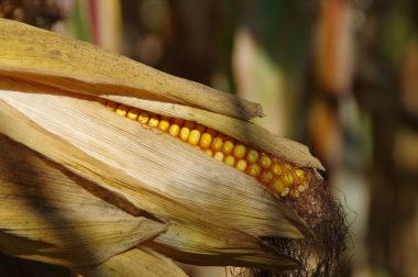 Mısır mısır koçanı sahada