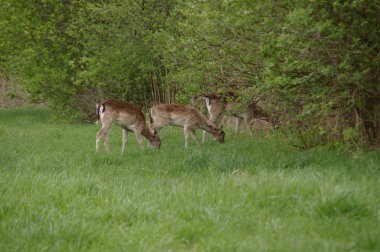 Vahşi Karaca geyikler