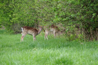 Vahşi Karaca geyikler
