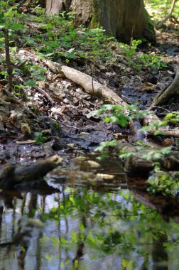 Sulak - bataklık orman