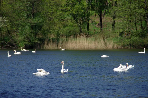 Белые лебеди у озера — стоковое фото