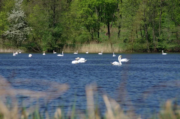 Cisnes brancos no lago — Fotografia de Stock