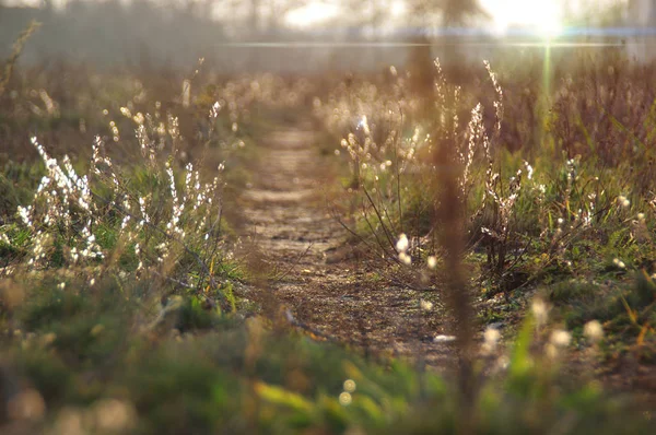 Wiejska ścieżka przez łąkę — Zdjęcie stockowe