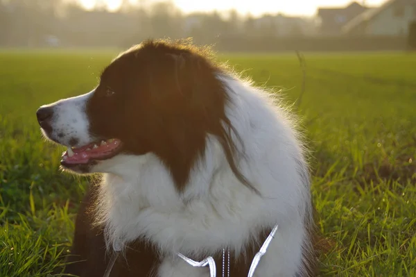 フィールド上の犬-太陽の光とボーダーコリー — ストック写真