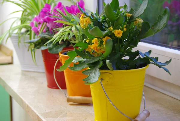 Flowers in colorful buckets on the shelf — Zdjęcie stockowe