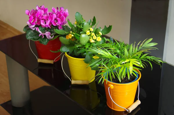 Flowers in colorful buckets on the shelf — Zdjęcie stockowe