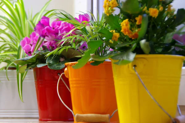 Flowers in colorful buckets on the shelf — Stockfoto