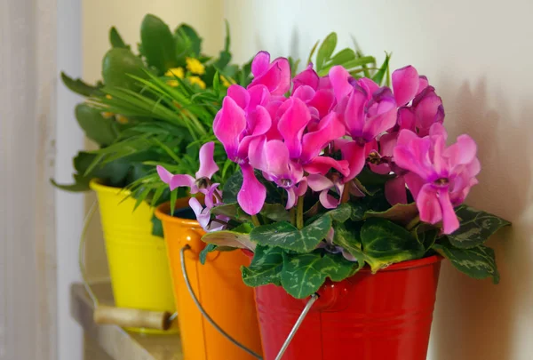 Flowers in colorful buckets on the shelf — Zdjęcie stockowe