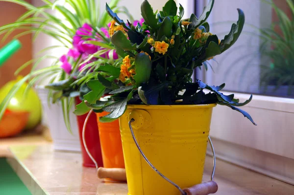 Flowers in colorful buckets on the shelf — Zdjęcie stockowe