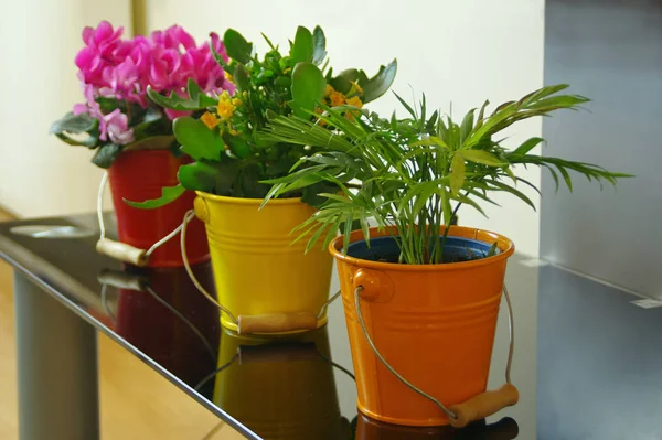 Flowers in colorful buckets on the shelf — Stockfoto