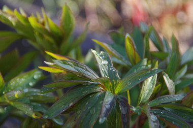 Bahar yağmurundan sonra ıslak yeşil yaprak. Makro atış. Bitkilerin üzerine su.