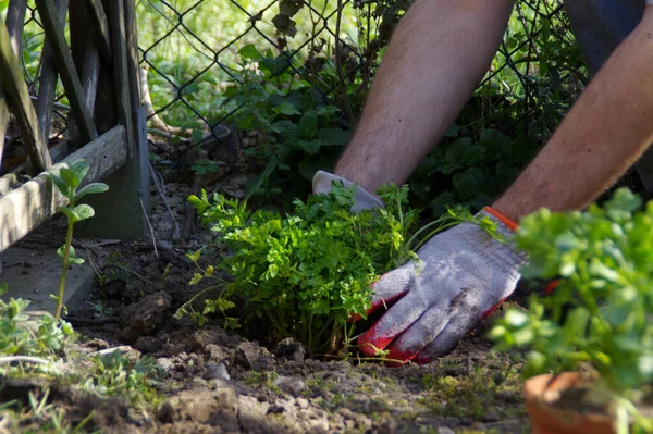 Plantera Grönsaker Vårträdgården Människan Gräver Örter Jorden Handarbete — Stockfoto