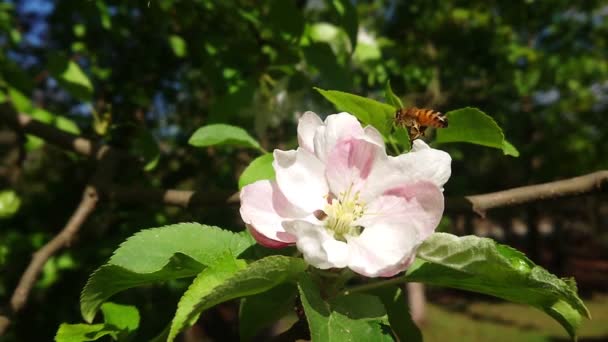 蜜蜂在花方面的工作慢镜头 自然环境中的昆虫 野生蜜蜂春季授粉 — 图库视频影像