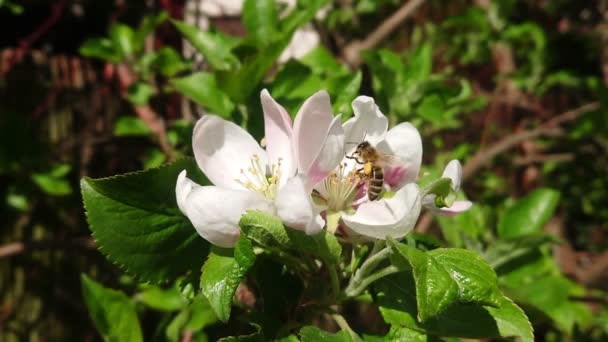 動画の遅い花に取り組んで蜂 自然環境での昆虫 野生のミツバチによる春の授粉 — ストック動画