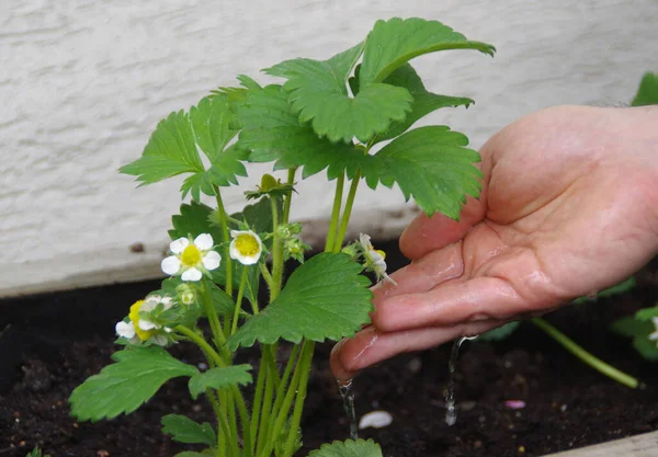 Vattnar Jordgubbsplantan Lådan Våren Trädgårdsskötsel Hobby Och Ekologi Trädgård — Stockfoto