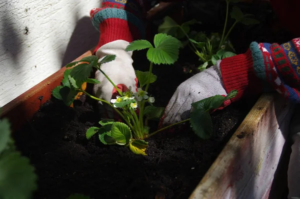 Plantera Jordgubbar Lådan Våren Trädgårdsskötsel Hobby Och Ekologi Trädgård — Stockfoto