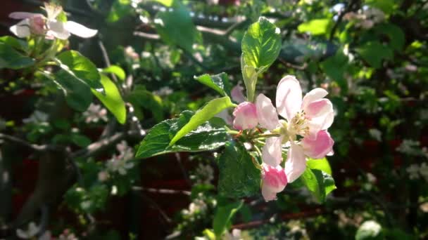 木にりんごの花を咲かせます 庭の春 枝に葉や花を咲かせます ピンクの花の周りをカメラが動き回る 背景に太陽のフレア 若い植物のマクロビュー — ストック動画