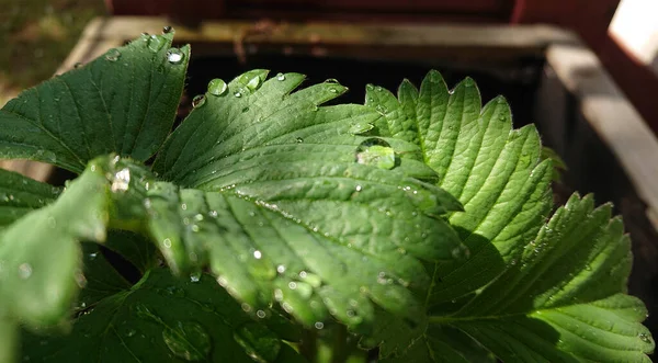 Krople Deszczu Liściach Makro Widok Wody Zieloną Roślinę Ekologia Środowisko — Zdjęcie stockowe