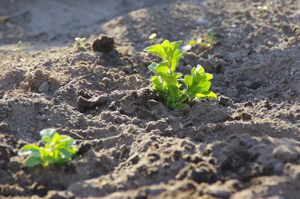 Plantera Unga Växter Nyplanterade Gröna Växter Jorden Trädgårdsskötsel — Stockfoto