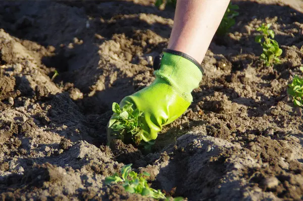 Plantando Plantas Jóvenes Guante Mano Sobre Fondo Tierra Jardinería Doméstica — Foto de Stock