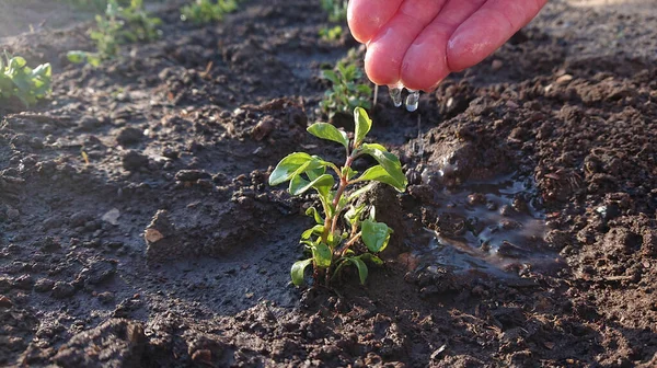 Cuidado Riego Plantas Jóvenes Gotas Agua Agua Palma Las Hojas — Foto de Stock