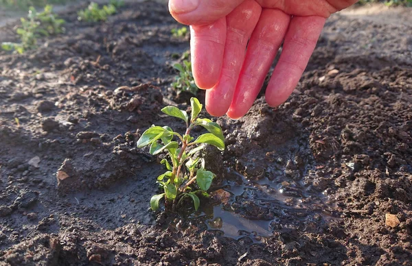 Cuidado Riego Plantas Jóvenes Gotas Agua Agua Palma Las Hojas — Foto de Stock