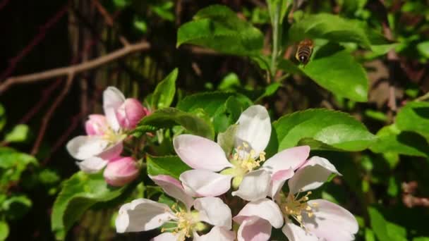 Méhecske Almavirág Lassított Felvételen Dolgozik Tavaszi Beporzás Vadméhekkel Rovar Természetes — Stock videók