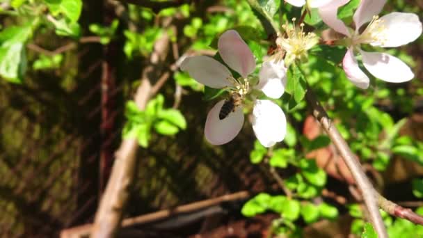 Des Abeilles Qui Travaillent Sur Des Fleurs Pomme Ralenti Pollinisation — Video