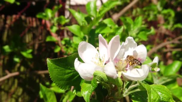 ミツバチはリンゴの花のスローモーション映像に取り組んでいます 野生のミツバチによる春の受粉 自然環境における昆虫 — ストック動画