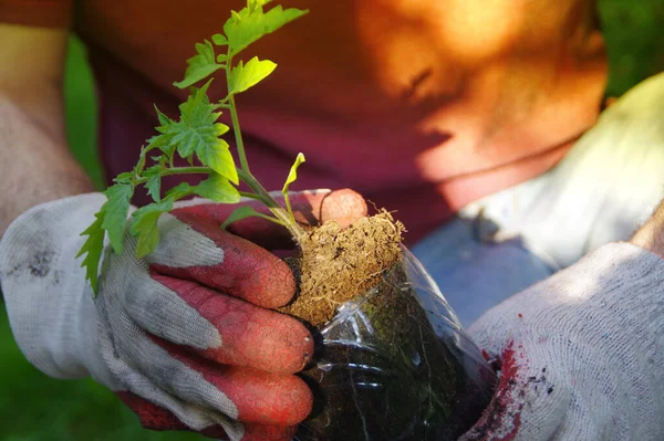 Plantering För Hand Hemträdgården Organisk Trädgårdsskötsel Och Hälsosam Livsstil Mannen — Stockfoto