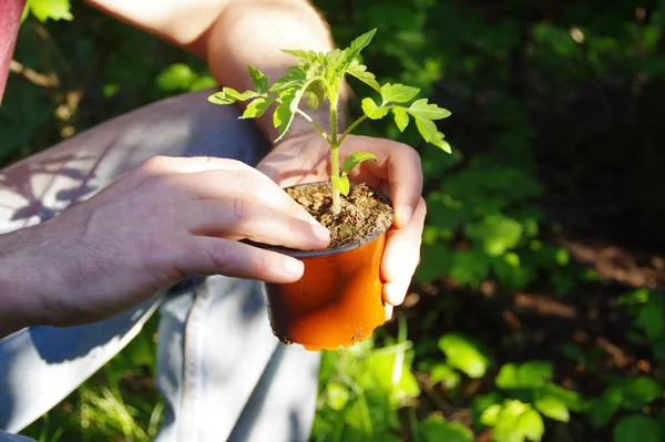 Plantación Mano Jardín Casa Jardinería Ecológica Estilo Vida Saludable Hombre — Foto de Stock