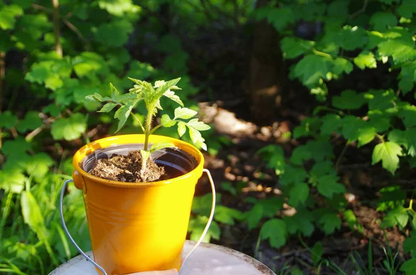 Plantación Mano Jardín Casa Jardinería Ecológica Estilo Vida Saludable Hombre — Foto de Stock