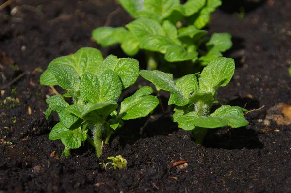 Nowe Ziemniaki Wyróżniają Się Gleby Uprawa Roślin Ekologicznych — Zdjęcie stockowe