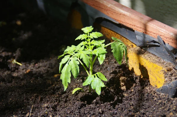 Zielony Pomidor Garnku Organiczne Ekologiczne Ogrodnictwo Młoda Zielona Roślina Ogrodzie — Zdjęcie stockowe