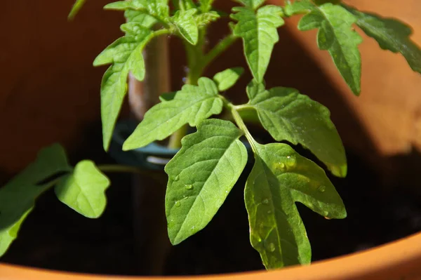 Grön Tomat Potten Ekologisk Och Ekologisk Trädgårdsodling Ung Grön Växt — Stockfoto