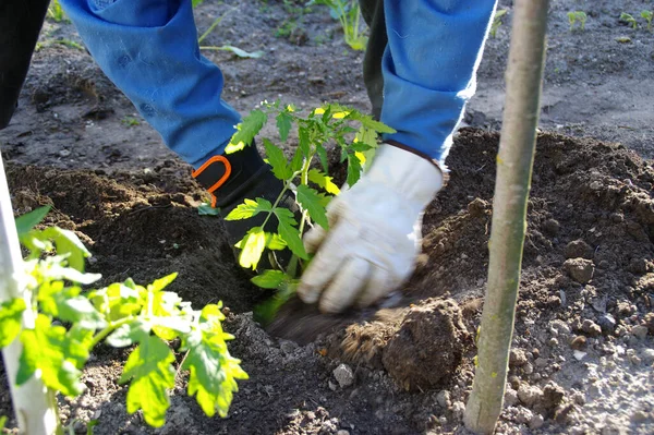 Plantar Tomates Suelo Temporada Primavera Trabajo Jardín Del Hogar Jardinería — Foto de Stock