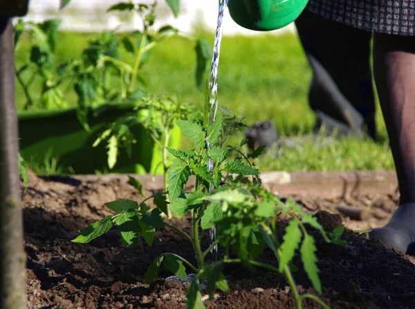 Riego Tomates Suelo Temporada Primavera Trabajo Jardín Del Hogar Jardinería — Foto de Stock