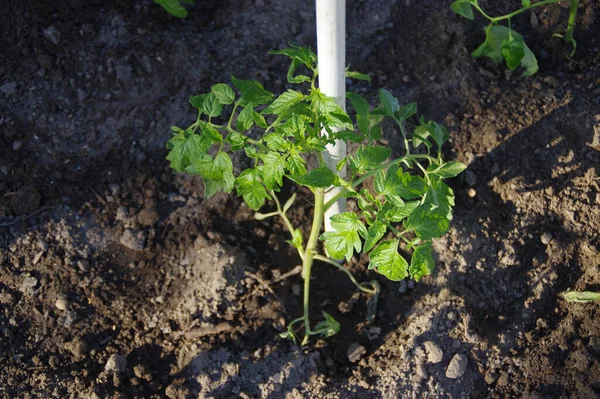 Sadzenie Pomidorów Glebie Sezon Wiosenny Praca Ogrodzie Naturalne Ogrodnictwo Ekologiczne — Zdjęcie stockowe