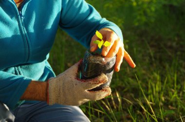 Ekoloji konsepti. Organik bitki yetiştirme. Geri dönüşümlü bir konteynıra genç bir bitki dikmek. Doğal çevreye dikkat edin..