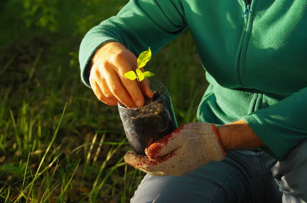 Koncepcja Ekologiczna Uprawa Roślin Organicznych Sadzenie Młodych Roślin Pojemniku Recyklingiem — Zdjęcie stockowe