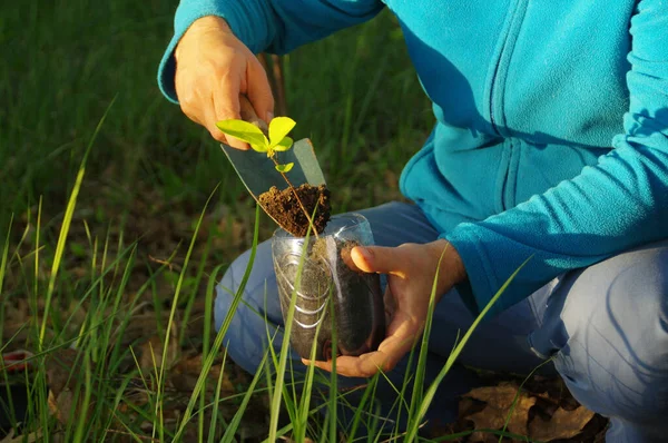 Conceito Ecologia Cultivo Plantas Orgânicas Plantando Uma Planta Jovem Recipiente — Fotografia de Stock