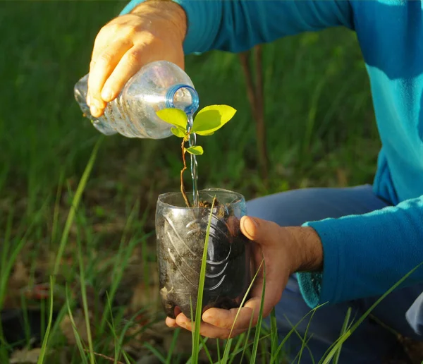 Ecología Concepto Del Agua Cultivo Plantas Orgánicas Riego Botella Plástico — Foto de Stock