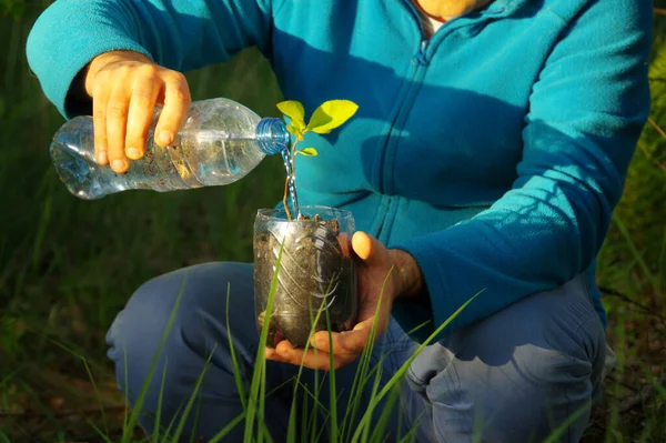 Ecology and water concept. Organic plant cultivation and watering from plastic bottle. Planting a young plant in a recycled container. Care for the natural environment.