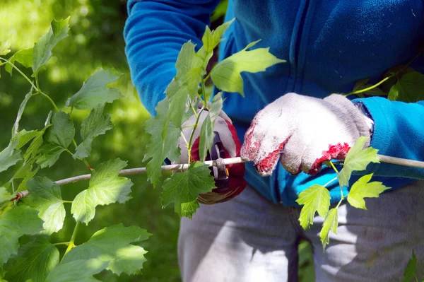 Giardiniere Taglia Rami Frutteto Quell Uomo Prende Cura Delle Piante — Foto Stock
