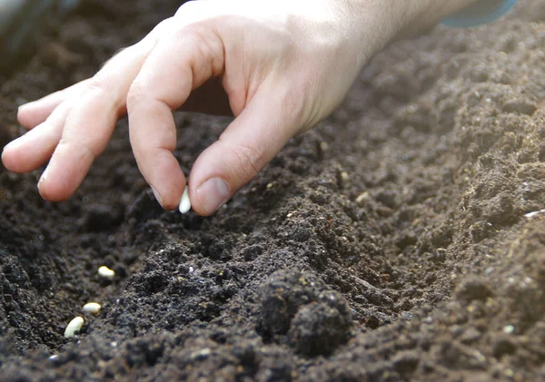 Esparciendo Semillas Frijol Mano Suelo Jardinería Casera Temporada Primavera Cultivo — Foto de Stock